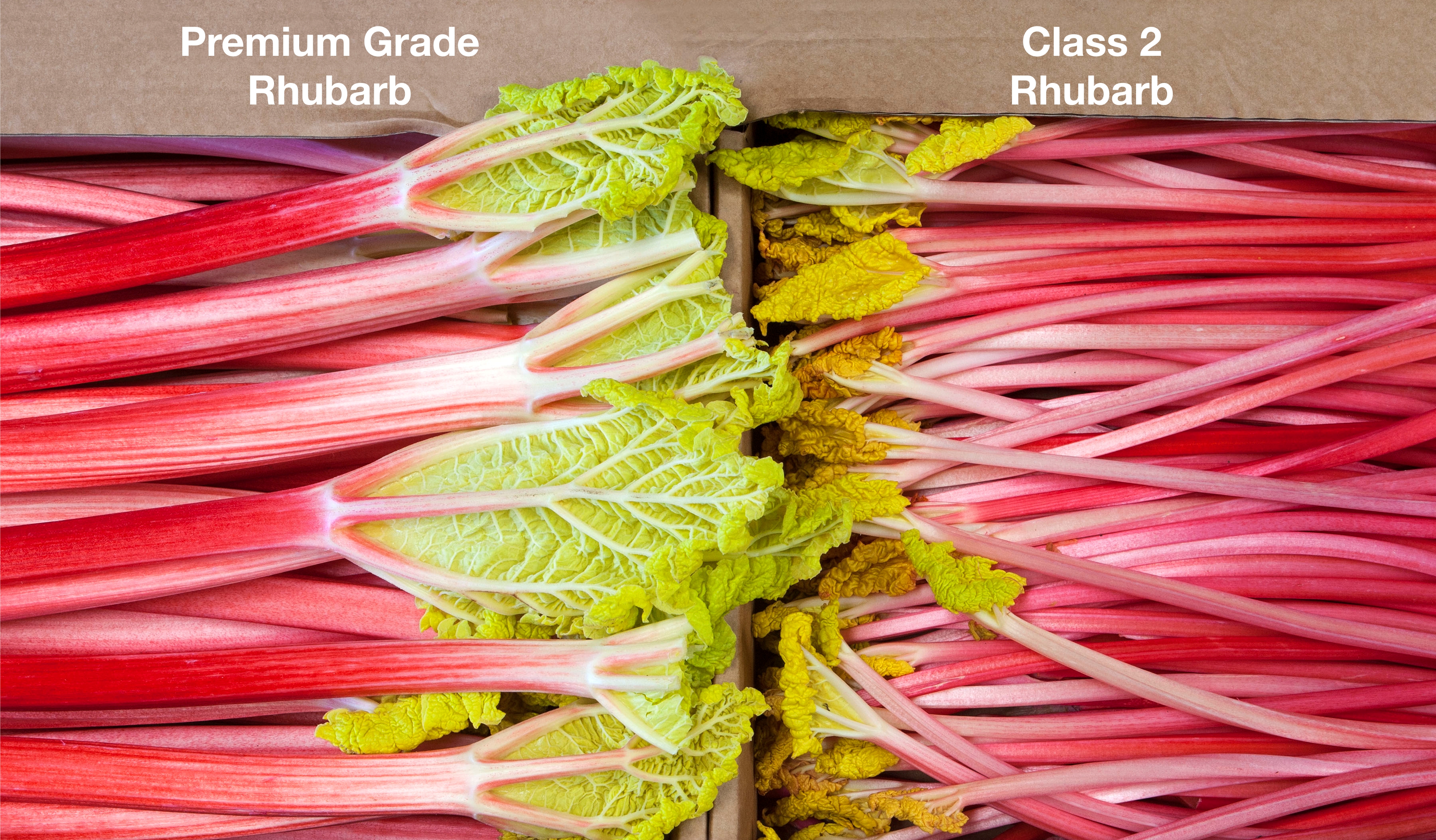 Rhubarb grades