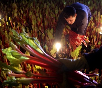 picking forced rhubarb